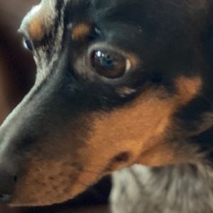 Meet your Posher, Wayne